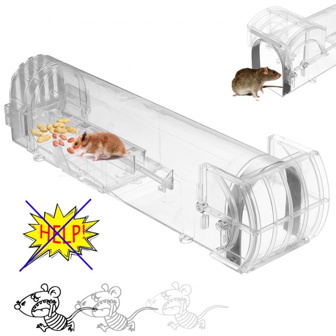 Как поймать крысу в домашних условиях самодельным способом (подходит также для сарая или погреба)