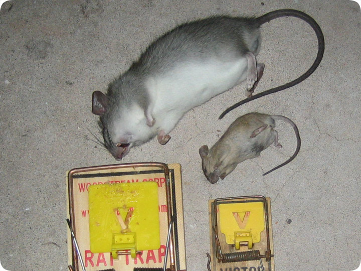 Отличие крысы от мыши - люблю хомяков