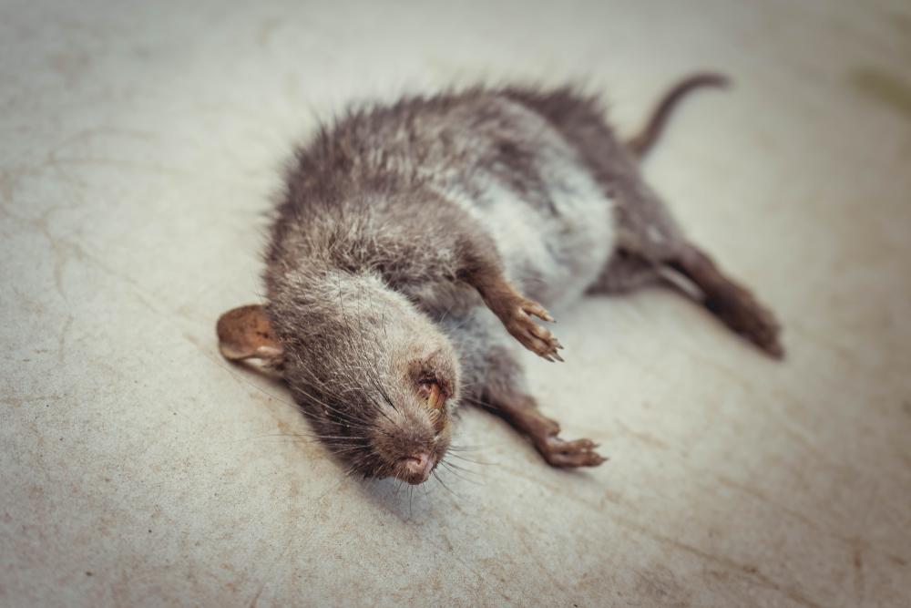 Сдохла мышь под полом, как избавиться от запаха в частном доме?