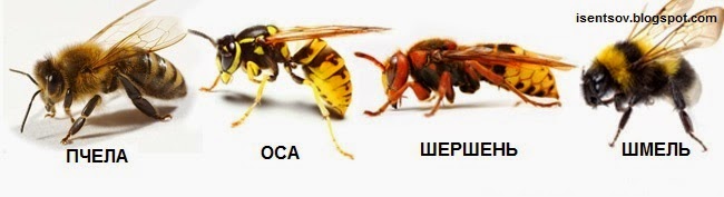 Отличия осы, пчелы и шмеля - вредители