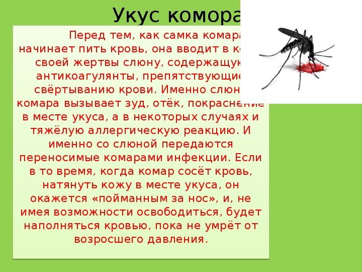 Зачем комары пьют кровь и как это происходит?