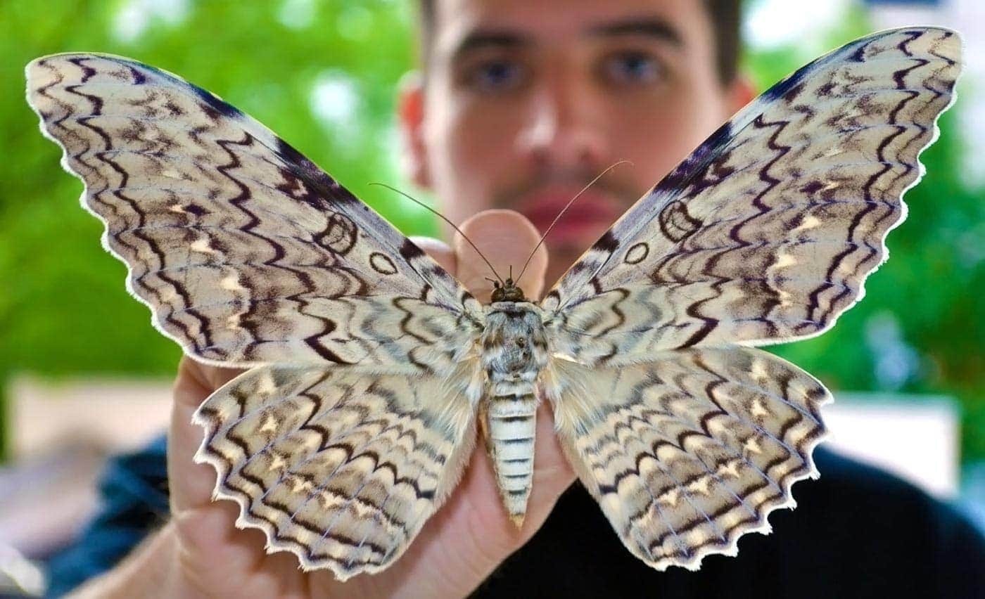 Самые красивые бабочки в мире: фото, названия, описание