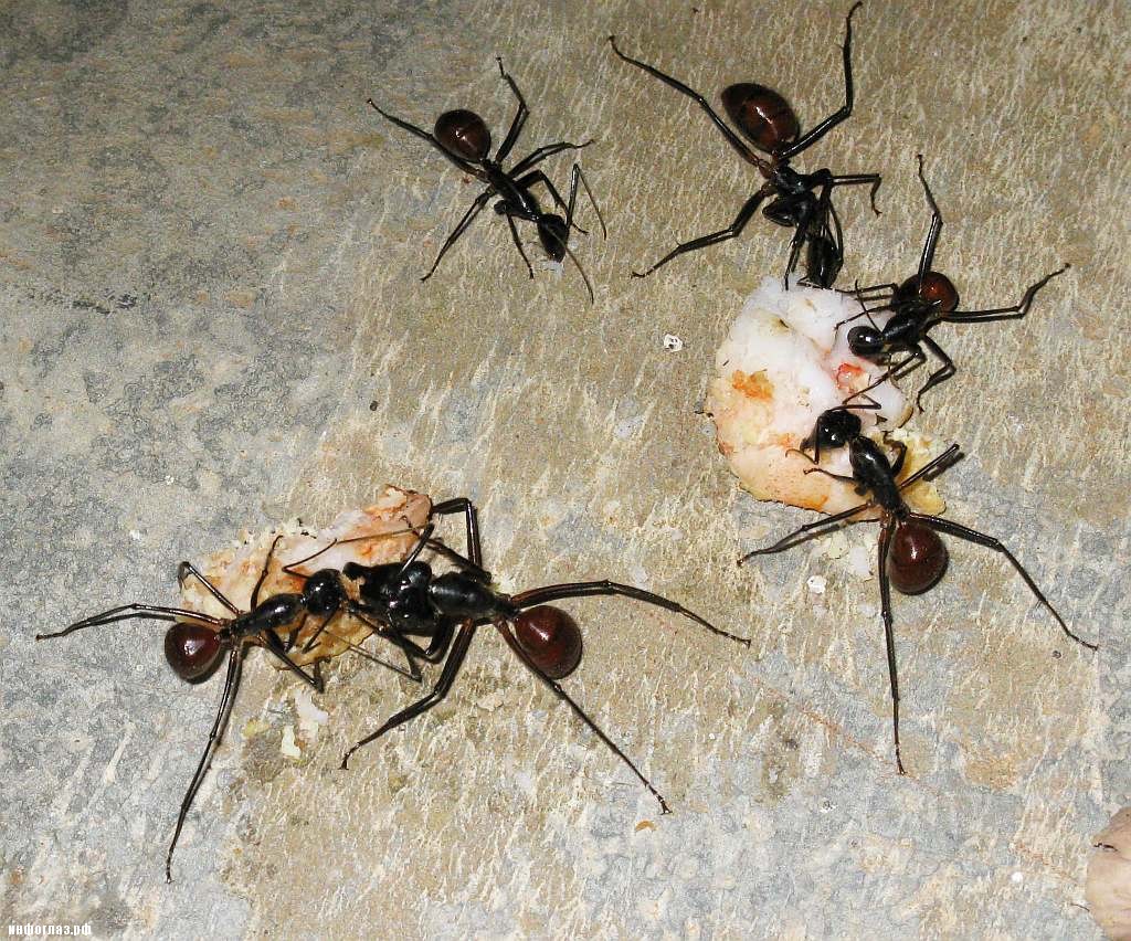Самый большой муравей в мире: какие виды наиболее крупные, гигантские