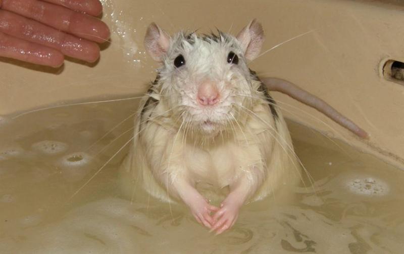 Умеют ли мыши плавать в воде: могут ли грызуны нырять, как научить плавать питомца, фото и видео
