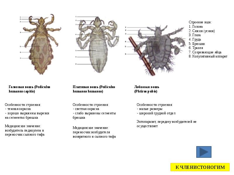 Виды вшей, как опознать паразита. какие бывают на голове и на теле у человека. фото и классификация вида