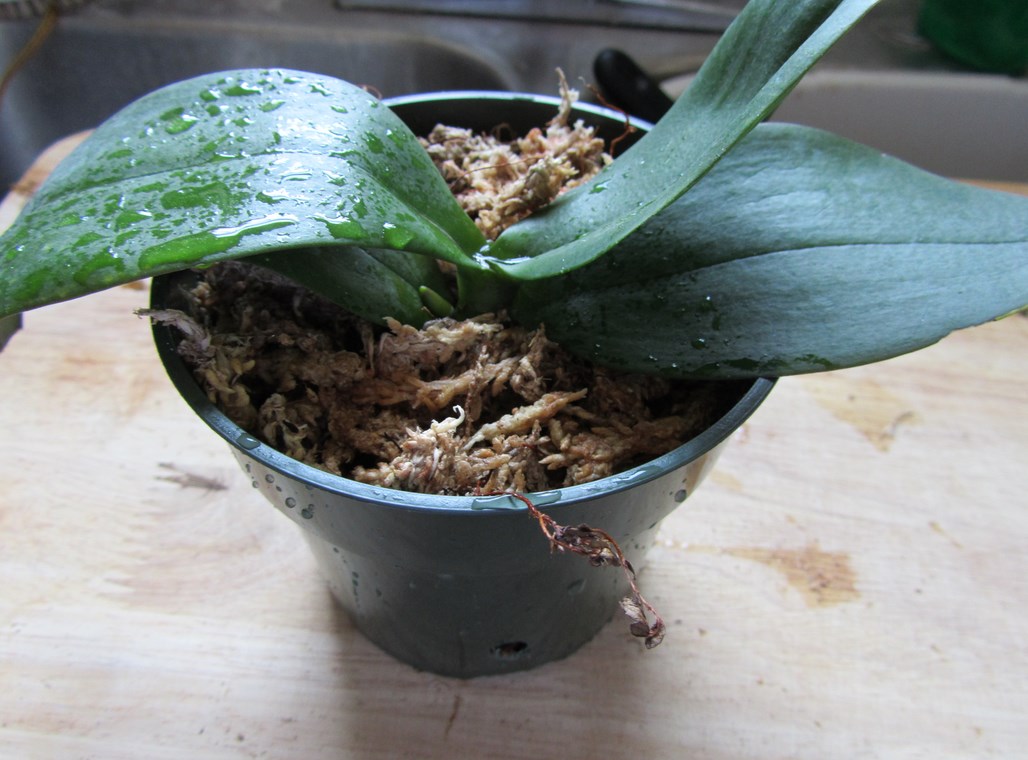 Мошки в орхидеях: как избавиться в домашних условиях, способы, профилактика