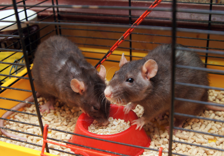 Правда ли что мыши не любят сыр. отношение мышей к сыру. что мыши едят в домашних условиях и природе