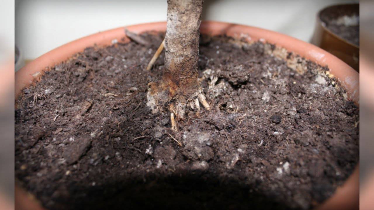 Подуры – о чем сигнализирует появление ногохвосток, меры борьбы с вредителем комнатных растений
