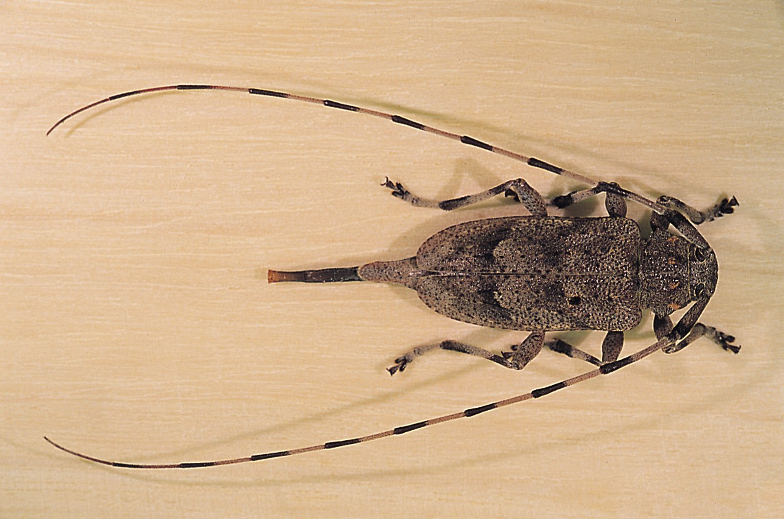 Черный еловый усач (фото): описание и вредоносная деятельность жука