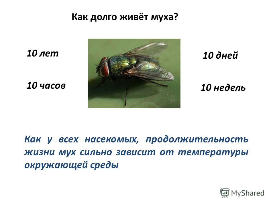 Сколько живут мухи. жизненный цикл мух.