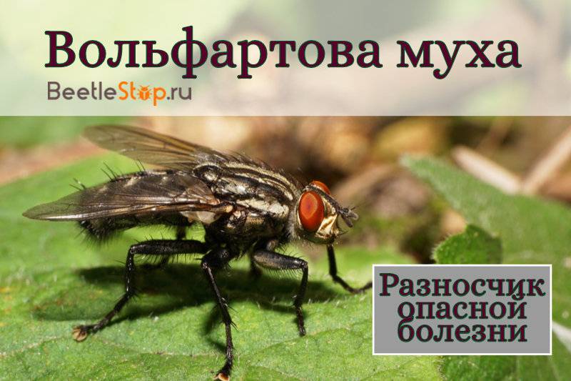Болезнь вызванная личинками мух — parazit24