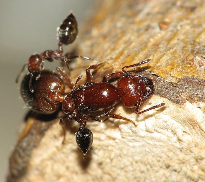 Как живут муравьи