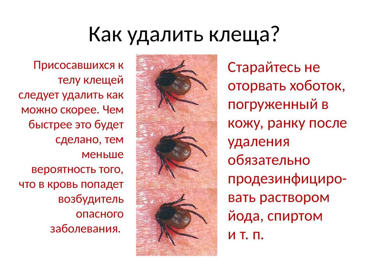 Как выглядит клещ под кожей? как правильно достать клеща, чтобы избежать осложнений? :: syl.ru