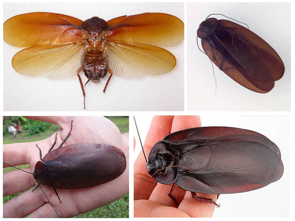 Летают ли тараканы и какие виды имеют крылья?
