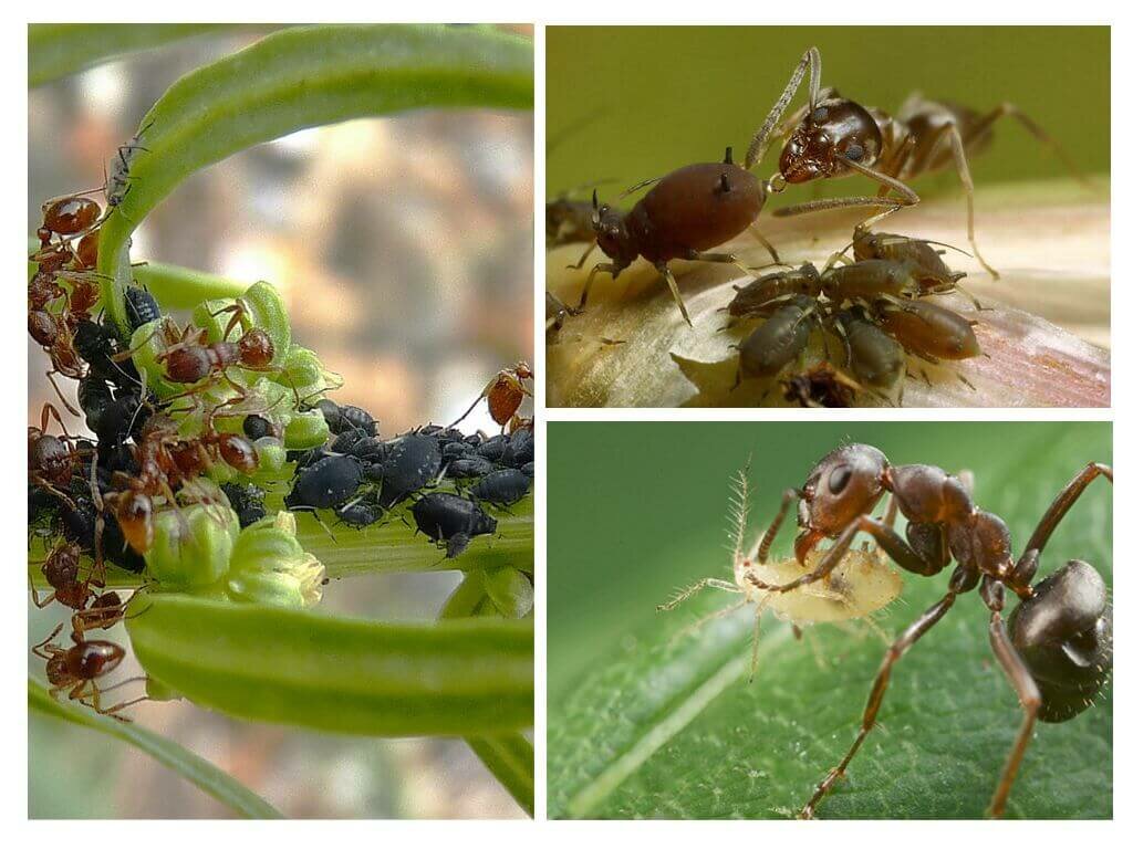 Какие растения не любят муравьи и тля на даче и в саду