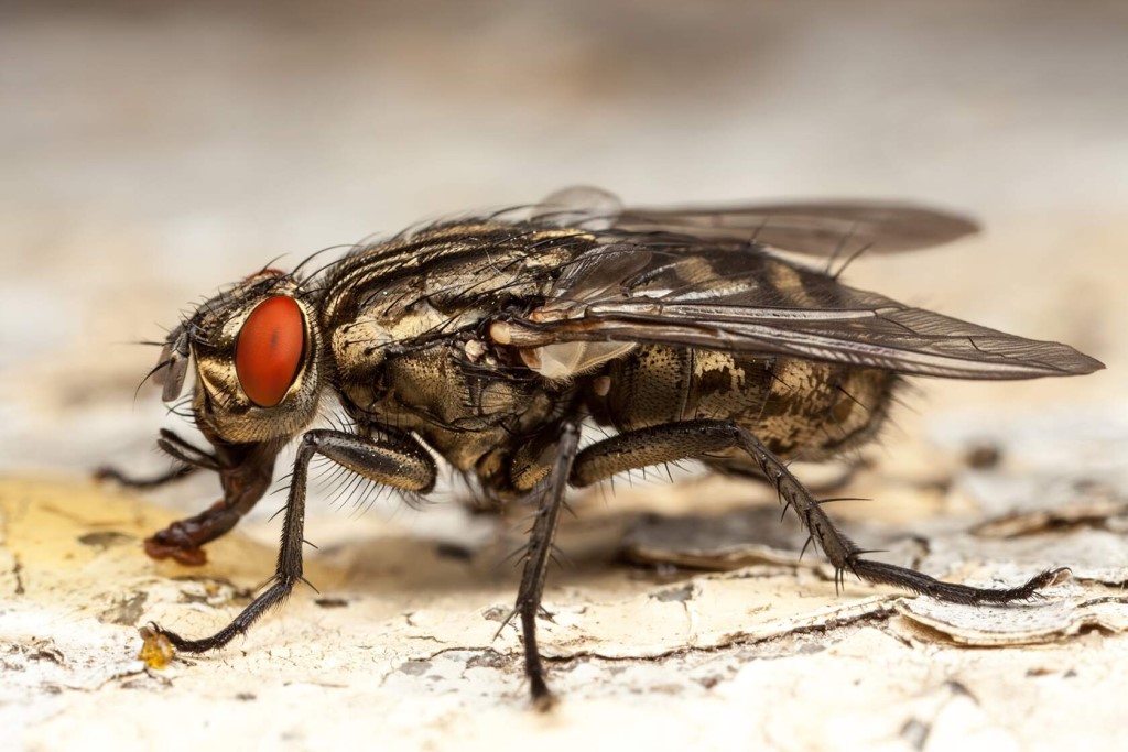Виды мух с фото и названиями: описание, отличия