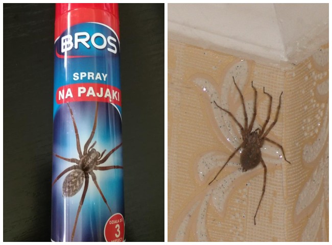 Как избавиться от пауков в доме (квартире) – лучшие средства