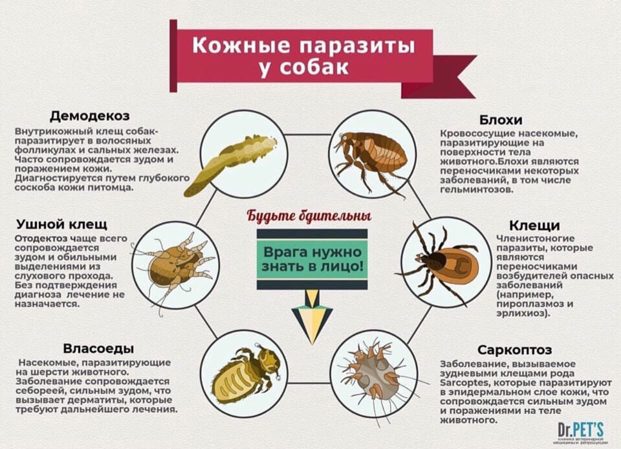 Паразиты на коже человека картинки