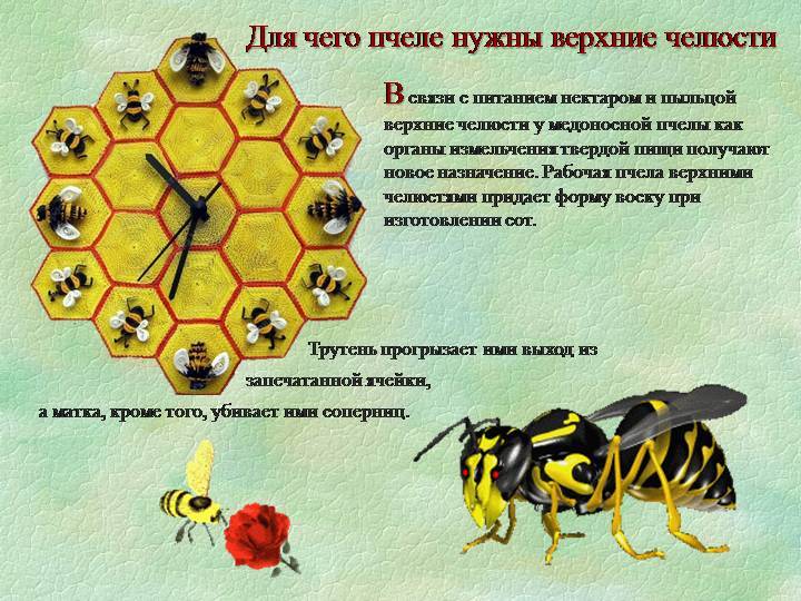 Факты о пчелах для детей | улей, пчела, апиология, мед