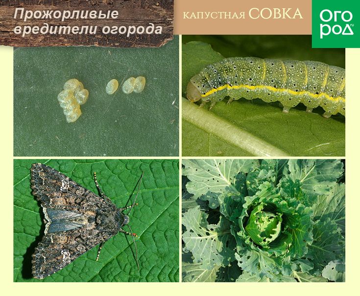 Бабочки совки: фото огородных вредителей, как бороться с совкой препаратами и другие меры борьбы