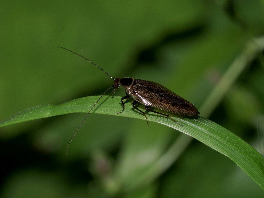 Лапландский таракан (Ectobius lapponicus)