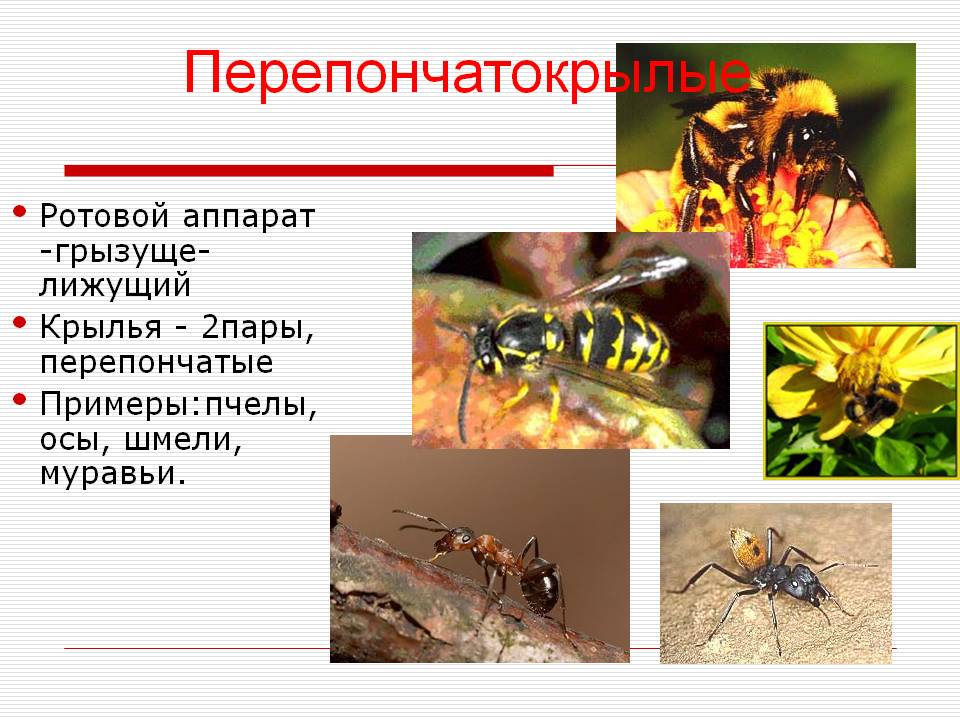 ✅ сколько живет оса, чем питается, зачем нужна в природе, где зимует, жизнь ос - tehnomir32.ru