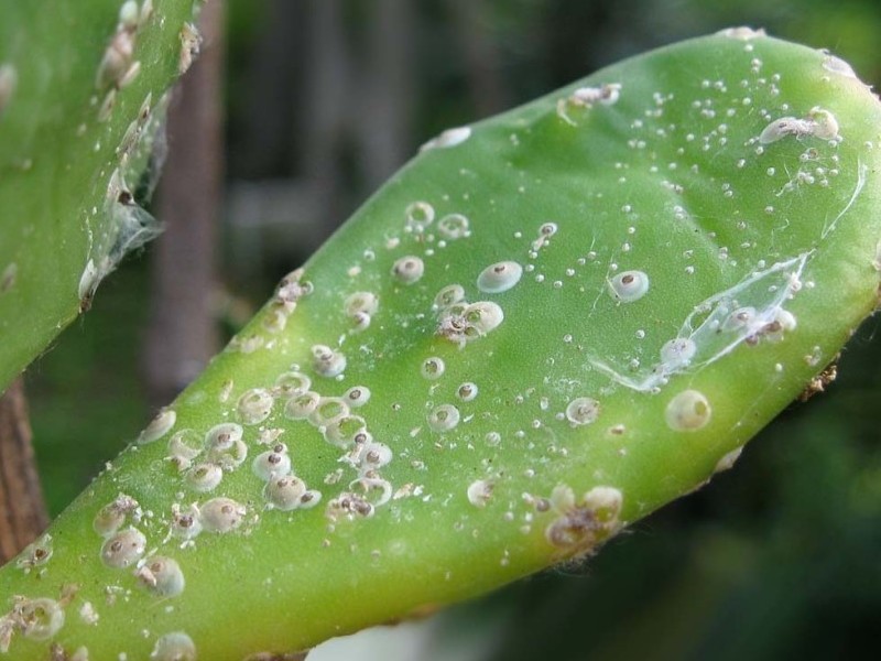 Как бороться с щитовкой на комнатных растениях? Применение инсектицидов и народных средств