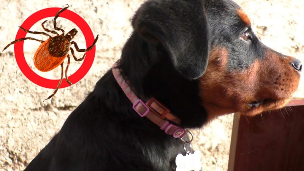 Чем и как обработать уши собаке от мух