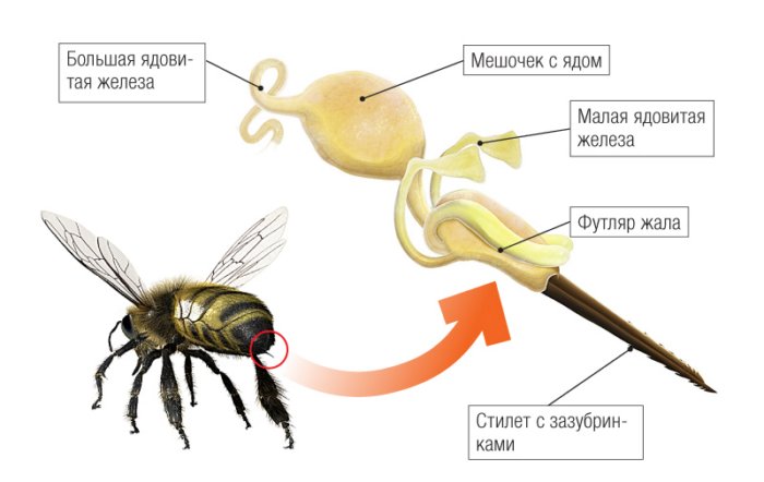 Есть ли у осы жало и оставляет ли она его в теле человека после укуса?
