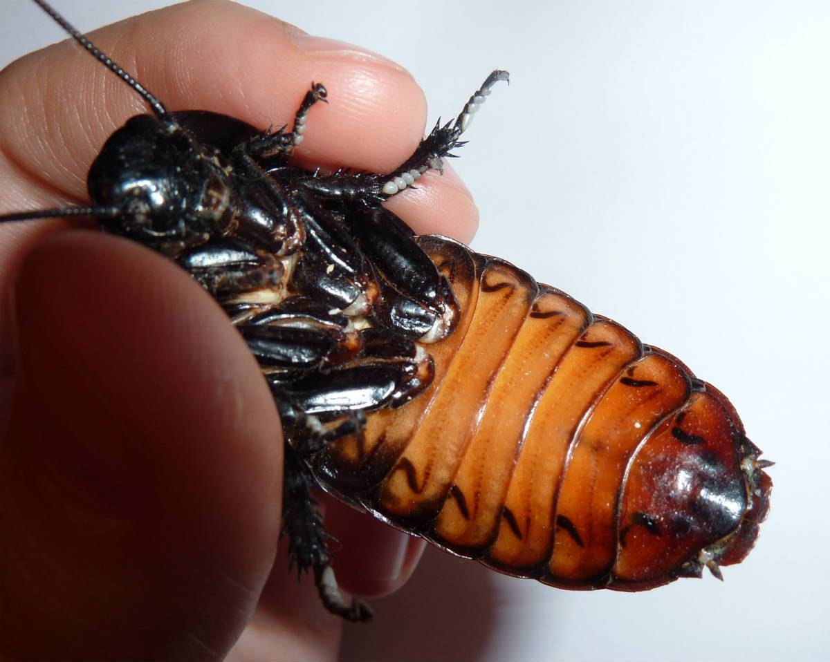 Таракан — особенности древнего насекомого