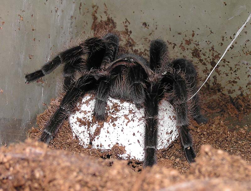 Домашние пауки: каких можно держать, сколько лет живут, как ухаживать и чем кормить в домашних условиях