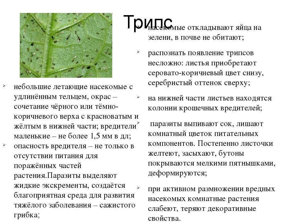 Средство от трипсов на комнатных растениях: причины появления, обзор методов борьбы, отзывы - sadovnikam.ru