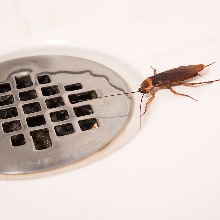 Тараканы в квартире: откуда приходят и как избавиться от них