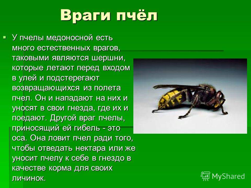 Умирает ли оса после укуса? как вытащить жало осы?