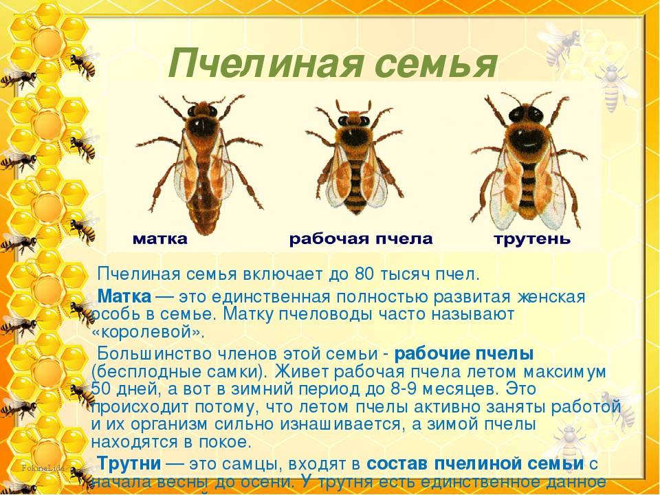 Пчела – создатель меда