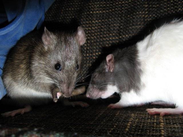 Сколько лет живут декоративные домашние крысы в домашних условиях