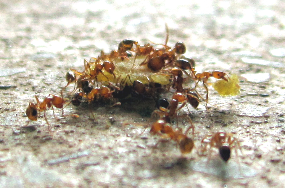 Фараоновы муравьи: особенности и методы борьбы