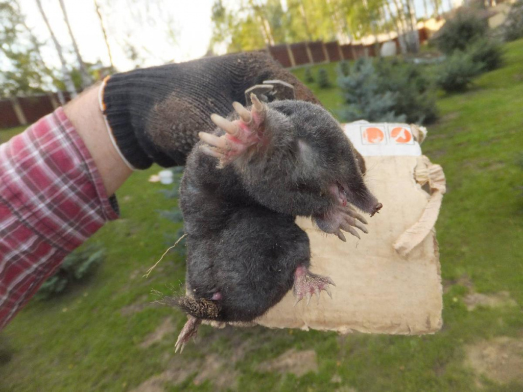 Гуманные и радикальные способы навсегда избавиться от земляной крысы на огороде