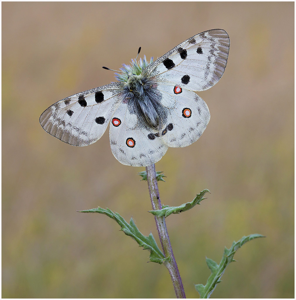 Бабочка аполлон — описание, среда обитания, виды
