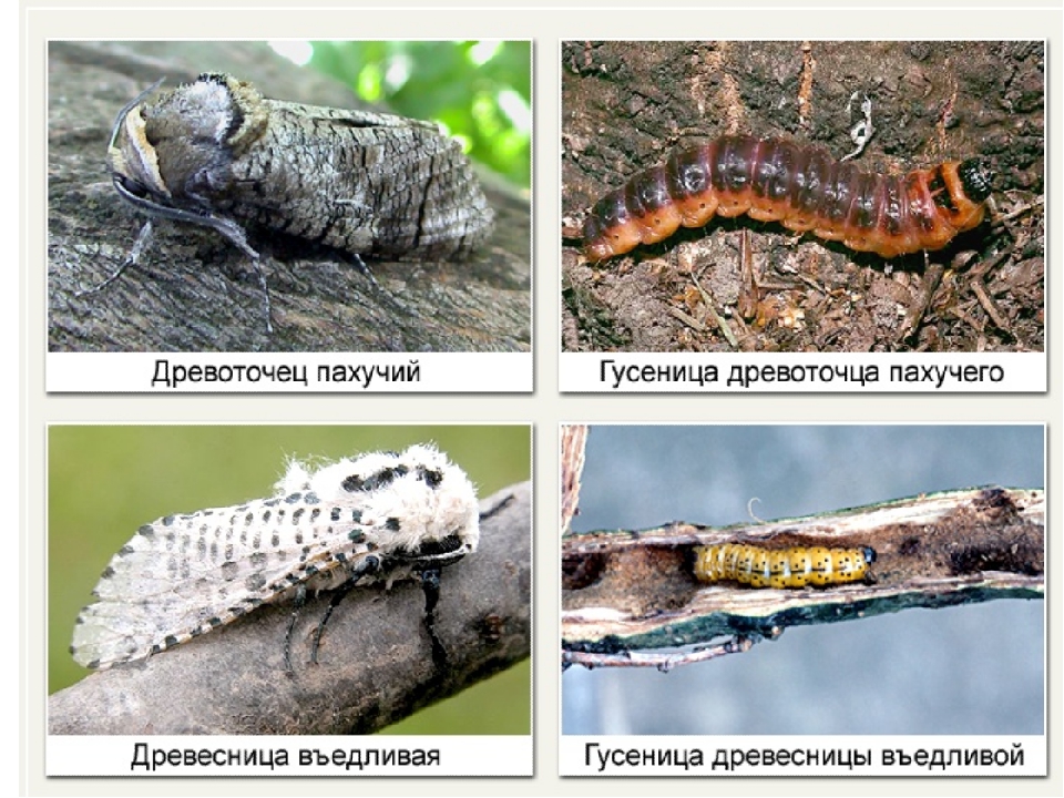 Древоточец жук. образ жизни и среда обитания жука древоточца | животный мир