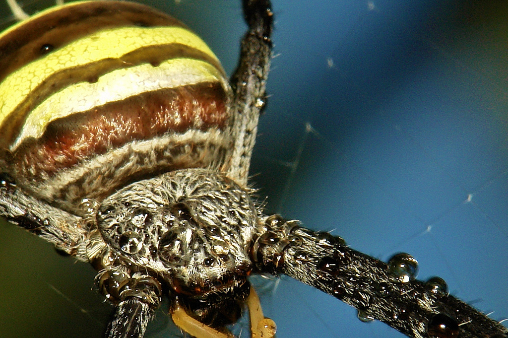 Самые страшные пауки в мире. самые страшные пауки – вся правда об арахнидах