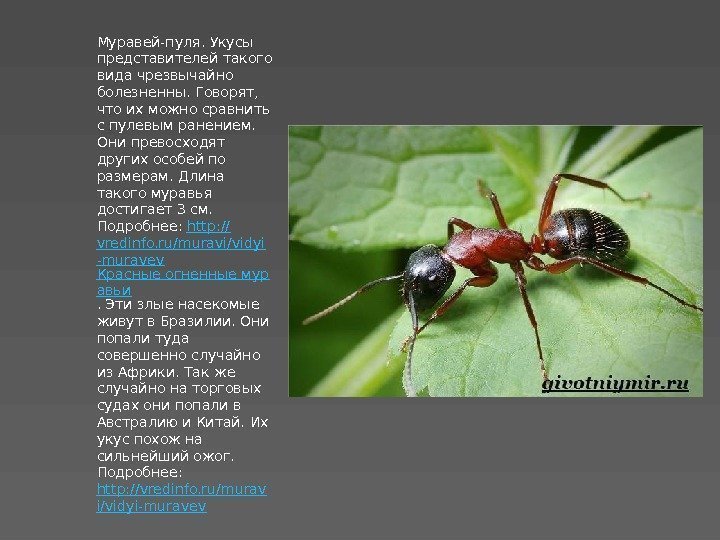 Муравей-пуля – самый опасный муравей в мире