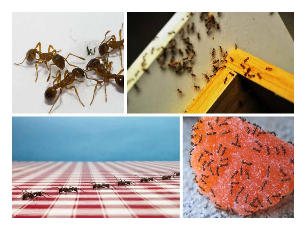 Народные и современные способы избавления от муравьев в доме