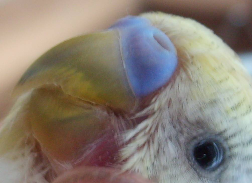 Клещи у попугаев: виды, причины, симптомы, лечение