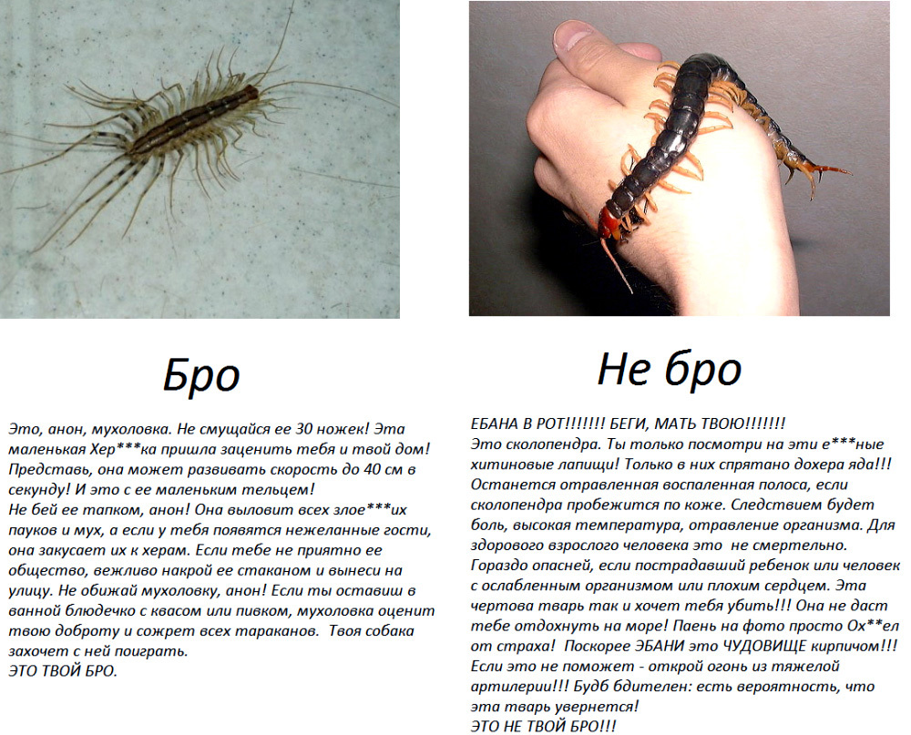 Самые опасные насекомые в мире:  фото с названиями