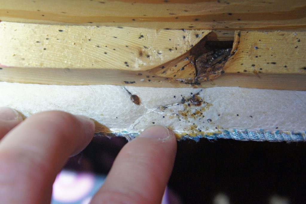 Гнездо тараканов: где и как найти его в квартире