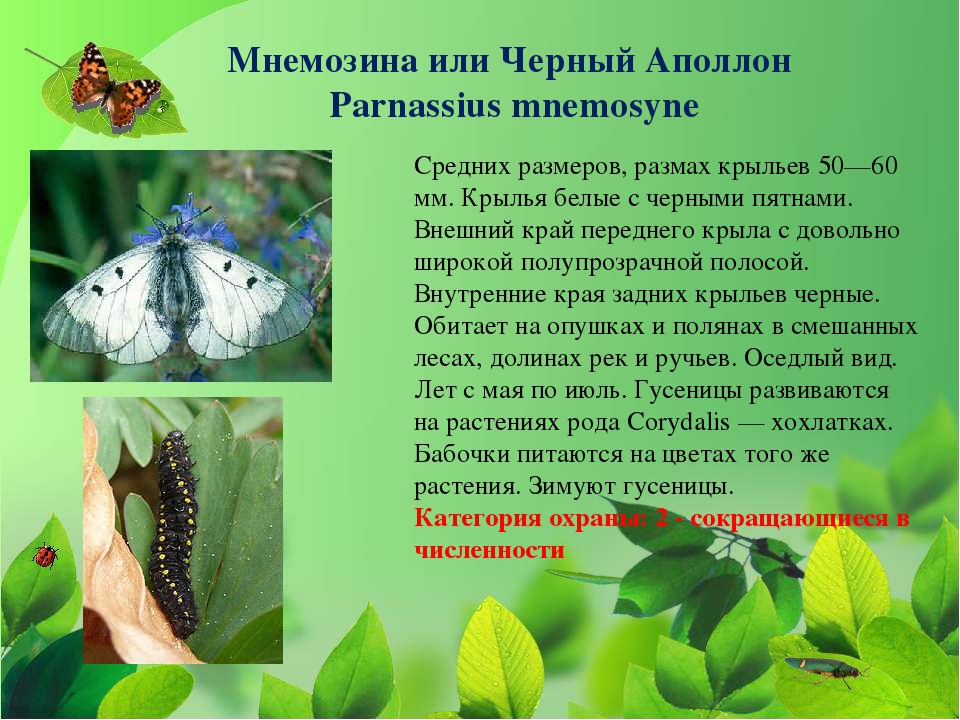 Бабочка Мнемозина – насекомое из Красной книги