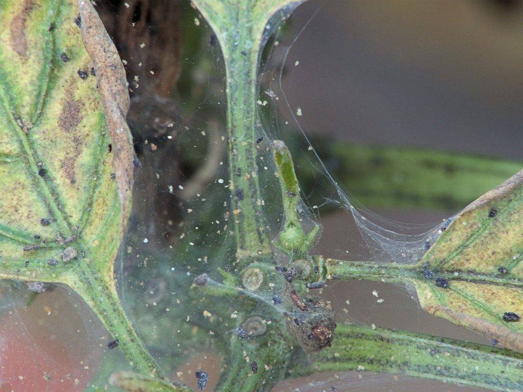 Как избавиться от паутинного клеща на комнатных растениях: способы борьбы, профилактика