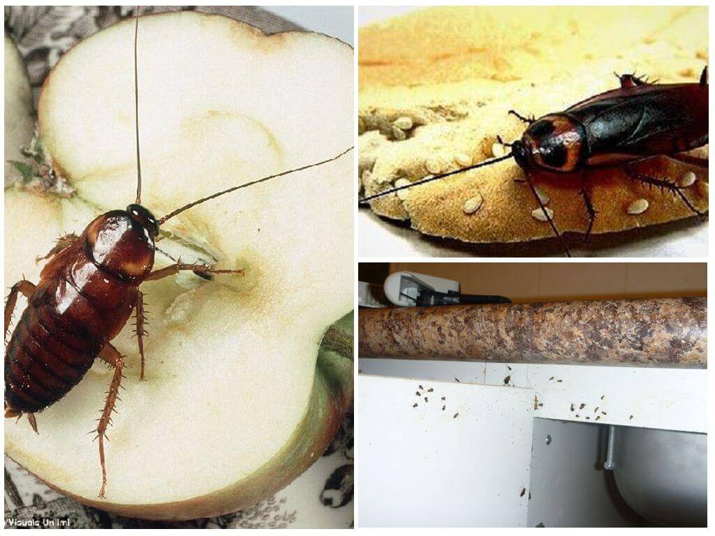 Сколько живут тараканы в различных условиях