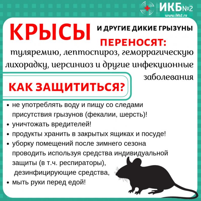Чем крысы опасны для человека и переносчиками каких болезней они являются